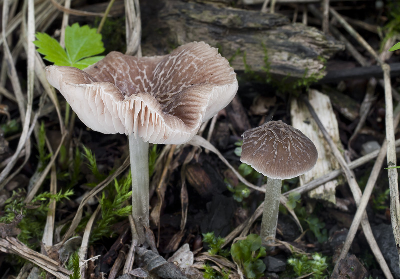 Pluteus thomsonii